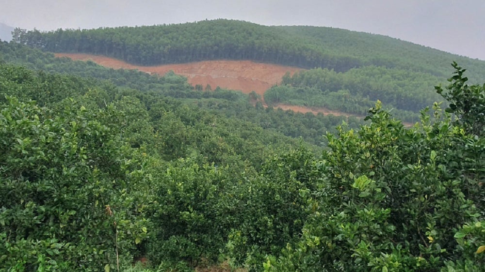 Mô hình trồng cam xoàn đặc sản kết hợp với trồng rừng cũng đem lại nhiều thành công tại xã Vân Sơn. Ảnh: Dũng Thiệu.