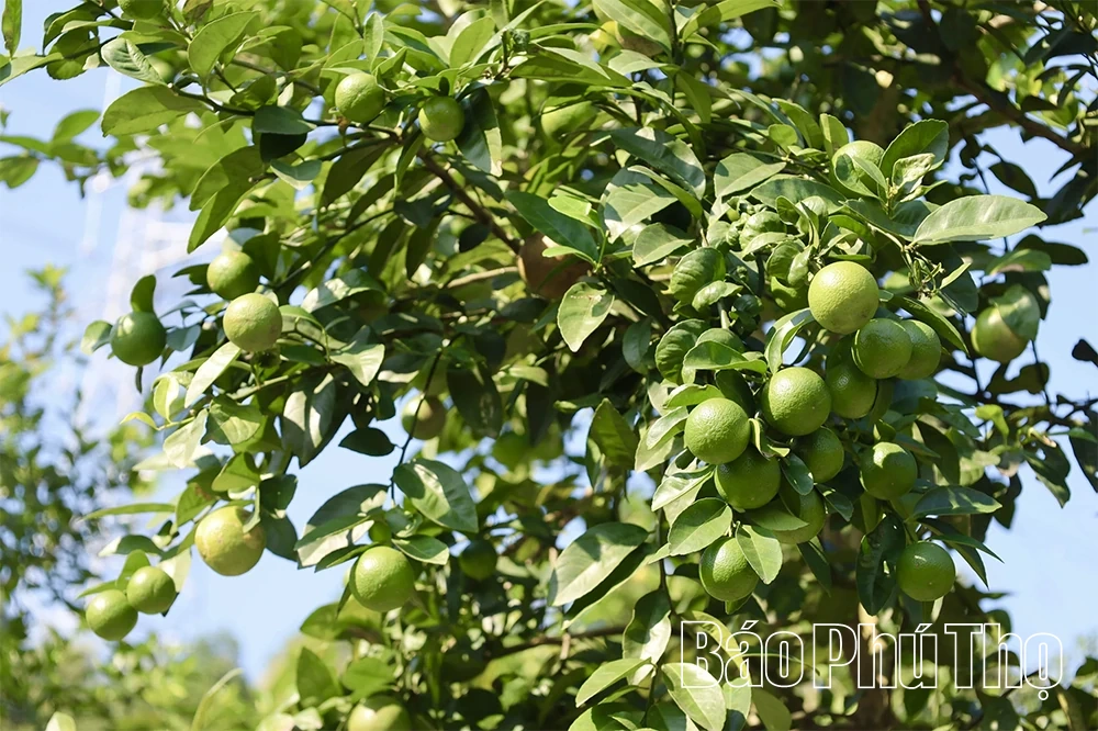 S'enrichir grâce aux citronniers de Lam Sinh