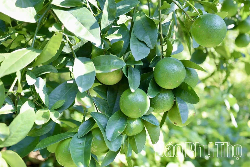 S'enrichir grâce aux citronniers de Lam Sinh