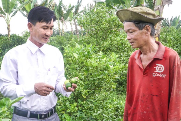 Model penanaman limau tanpa biji membawa pendapatan yang stabil kepada tukang kebun.