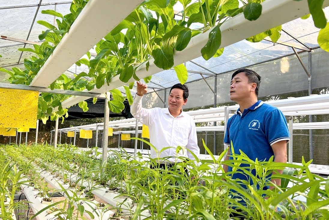 Mô hình trồng rau thủy canh, sử dụng nhiều công nghệ để tiết kiệm vật tư đầu vào tại Tuyên Quang. Ảnh: Diệu Linh.