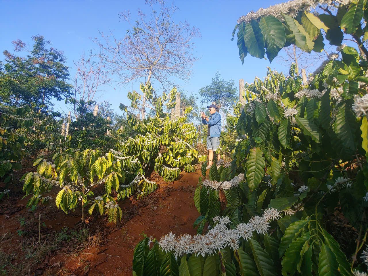 คำบรรยายภาพ