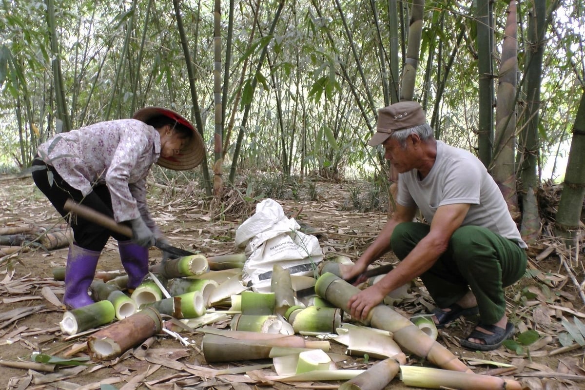 Bapak dan Ibu Toan Tat memanen rebung. Foto: Thanh Tien.