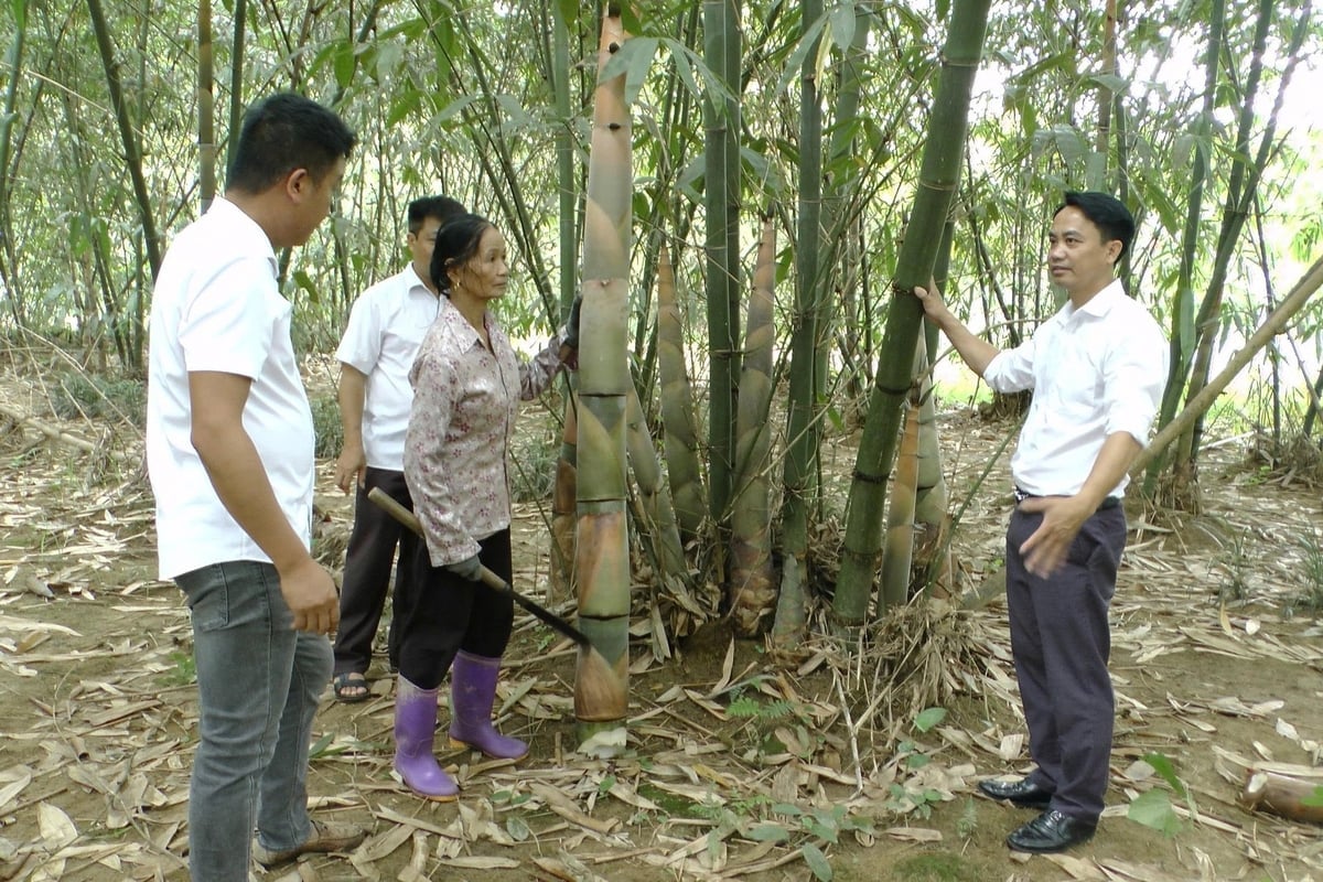 Saat ini, Kecamatan Hung Khanh memiliki hampir 2.000 hektar lahan bambu Bat Do. Foto: Thanh Tien.