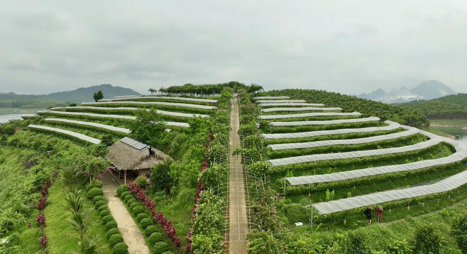 Nhiều hợp tác xã đã ghi dấu ấn nhờ áp dụng công nghệ cao trong sản xuất nông nghiệp. Ảnh: Thanh Ngà.