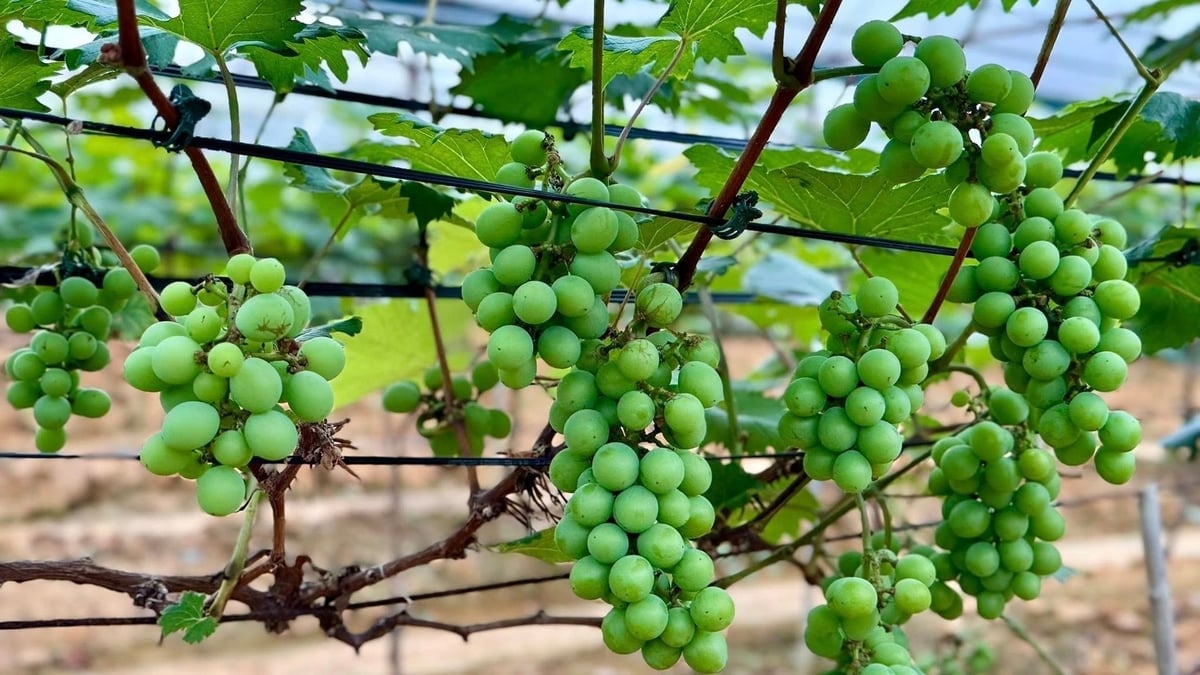 Nhiều mô hình áp dụng khoa học kỹ thuật, sản xuất hữu cơ mang lại hiệu quả kinh tế cao. Ảnh: Thanh Ngà.