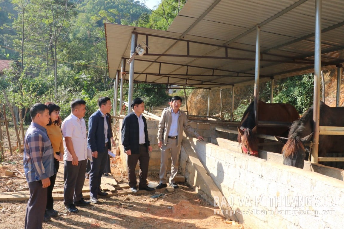 Arbetsgruppen inspekterade hästavelsmodellen i Huu Lien kommun.