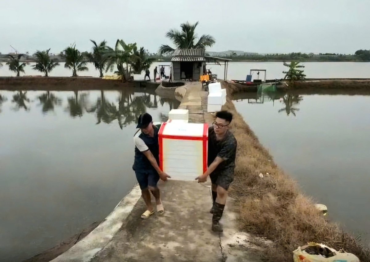 Người dân xã Vĩnh Thuận thu hoạch rươi. Ảnh: Hoàng Phong.