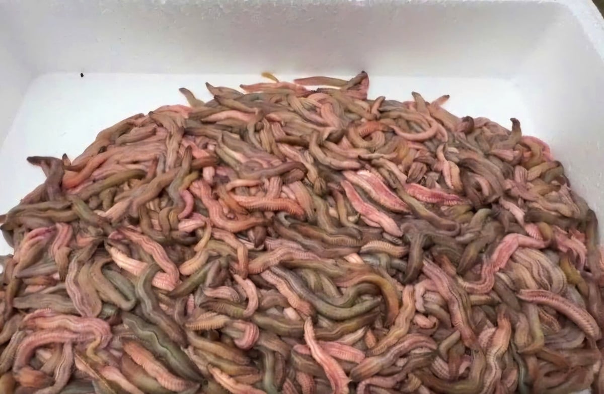 Rươi Vĩnh Thuận được đánh giá là chất lượng cao, mẫu mã đẹp, được thương lái ưa chuộng. Ảnh: Hoàng Phong.