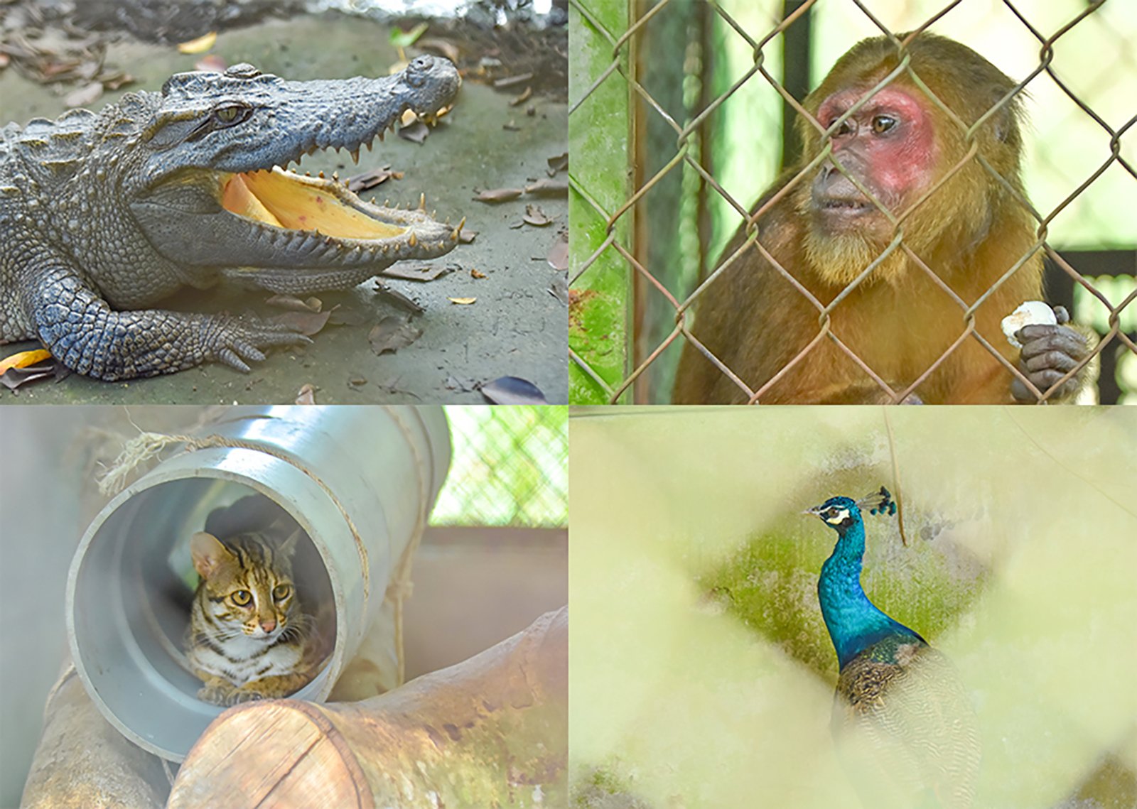 Salvarea animalelor rare în Parcul Național U Minh Thuong