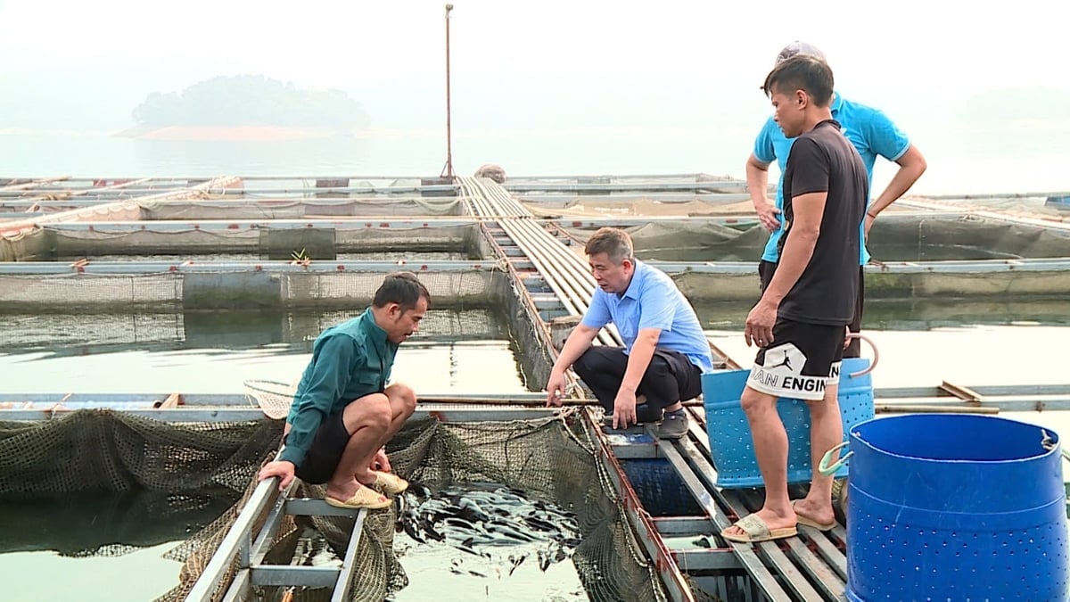 Tỉnh Tuyên Quang đang từng bước phát triển nuôi trồng thủy sản theo hướng ổn định, bền vững. Ảnh: Tú Thành.