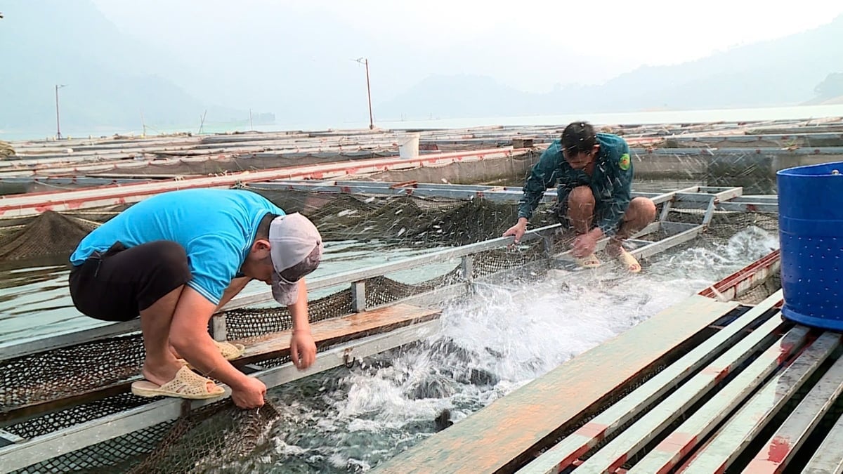 Nhiều mô hình nuôi cá lồng, cá đặc sản bản địa được mở rộng, giúp khai thác hiệu quả tiềm năng, nâng cao thu nhập và thúc đẩy kinh tế địa phương. Ảnh: Tú Thành. 