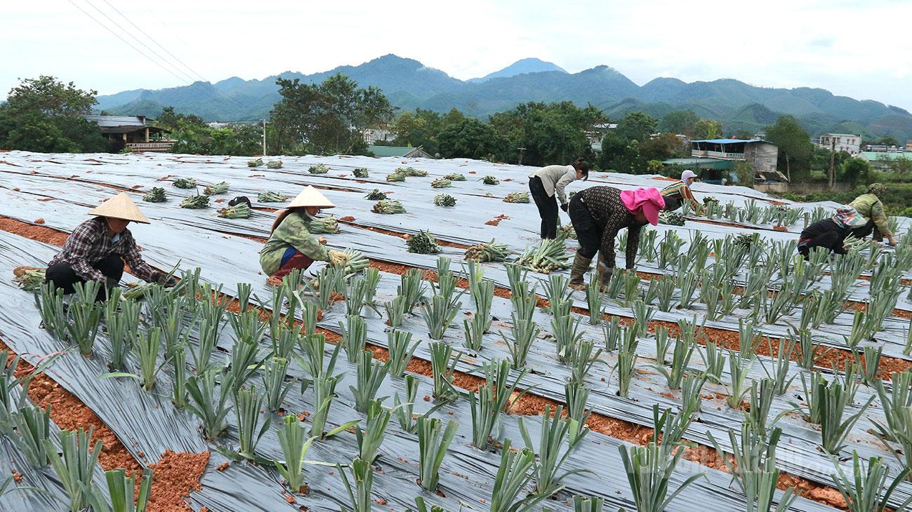 សហករណ៍កសិដ្ឋាន Tan Thinh ពង្រីកទំហំផលិតកម្មដល់ការដាំដុះម្នាស់