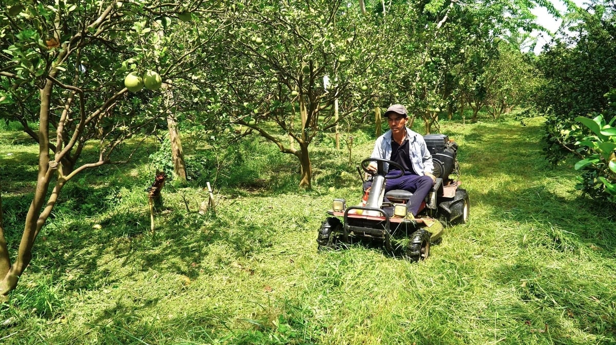 Theo anh Phương, từ ngày có máy cắt cỏ, việc làm vườn nhẹ hẳn. Ảnh: Trần Phi.