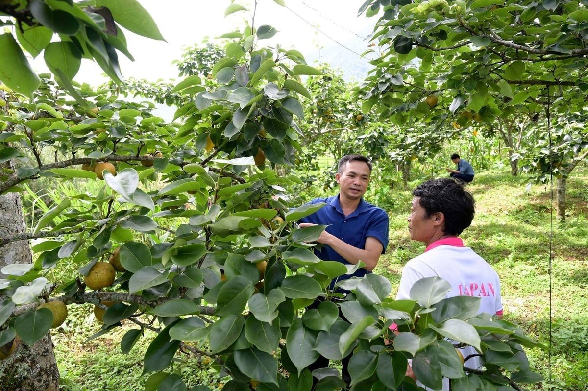 Parul VH6 deschide calea pentru dezvoltarea economică verde pentru locuitorii din comuna Muong Hum, Lao Cai. Fotografie: Bich Hop. Cây lê VH6 đang mở lối phát triển kinh tế xanh cho người dân xã Mường Hum, Lào Cai. Ảnh: Bích Hợp.