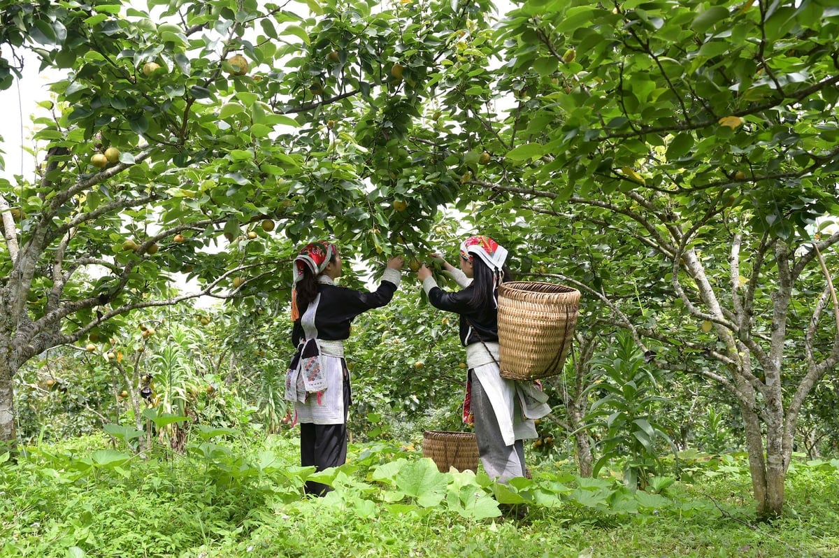 Parul VH6 - noul simbol al agriculturii din zonele muntoase din Lao Cai. Fotografie: Bich Hop. Cây lê VH6 - biểu tượng mới của nông nghiệp vùng cao Lào Cai. Ảnh: Bích Hợp.
