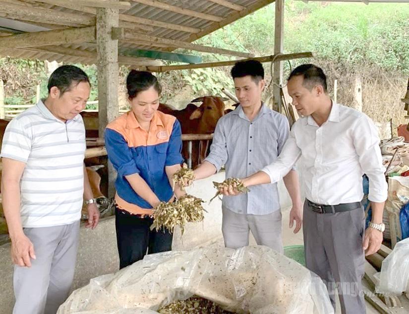 Jordbrukare i Yen Son kommun komposterar organiskt avfall till gödningsmedel.