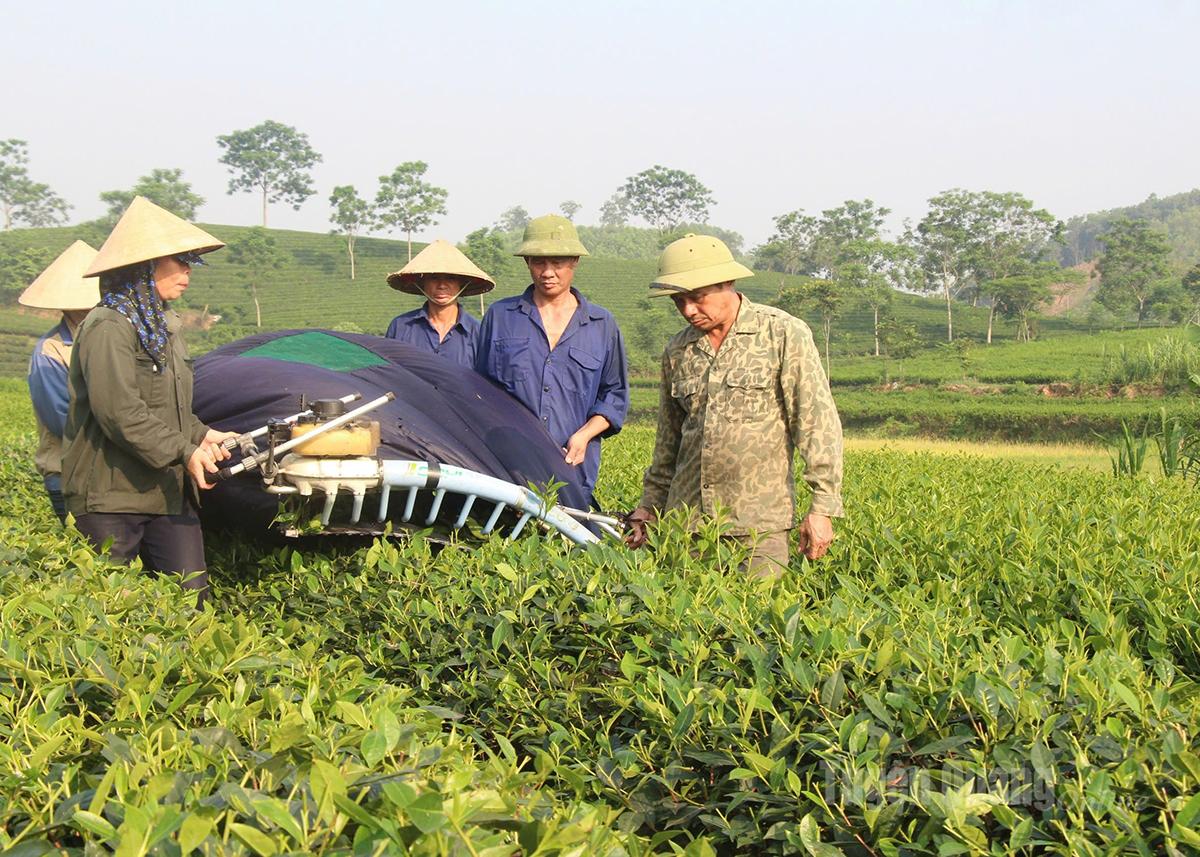 ヌーケ村の農家は茶の栽培により安定した収入を得ています。