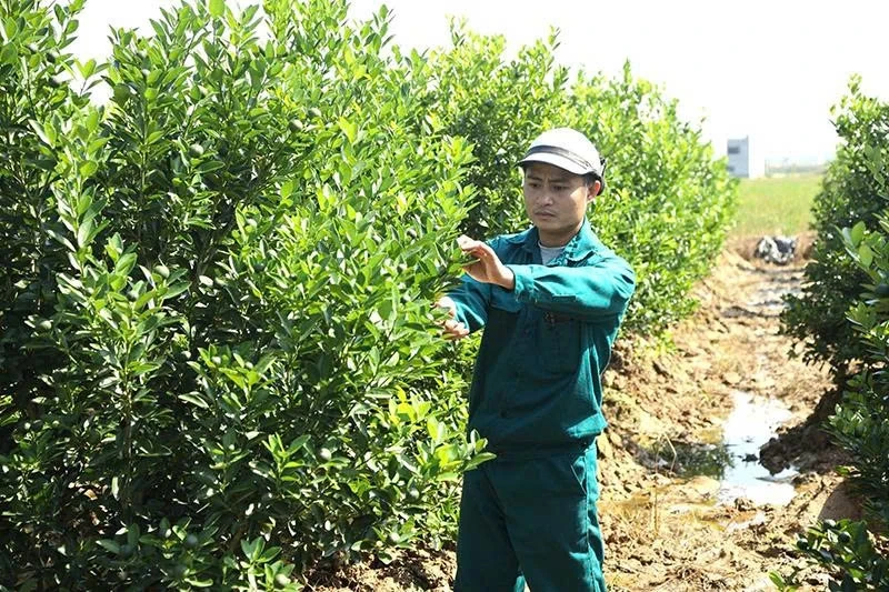 “Menabur” benih inovasi di tanah air