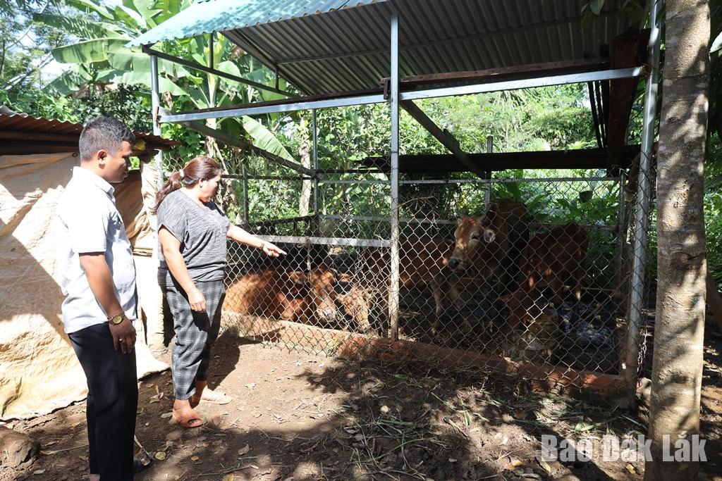 ຄອບຄົວຂອງທ່ານນາງ ຮ່ວາງຮືວວິງ ຢູ່ບ້ານໂປກອາ, ຕາແສງ ກວາງຟູ ໄດ້ຮັບການໜູນຊ່ວຍລ້ຽງງົວ 2 ໂຕຈາກນະຄອນຫຼວງຂອງໂຄງການ 1719 ເພື່ອພັດທະນາການຜະລິດ.