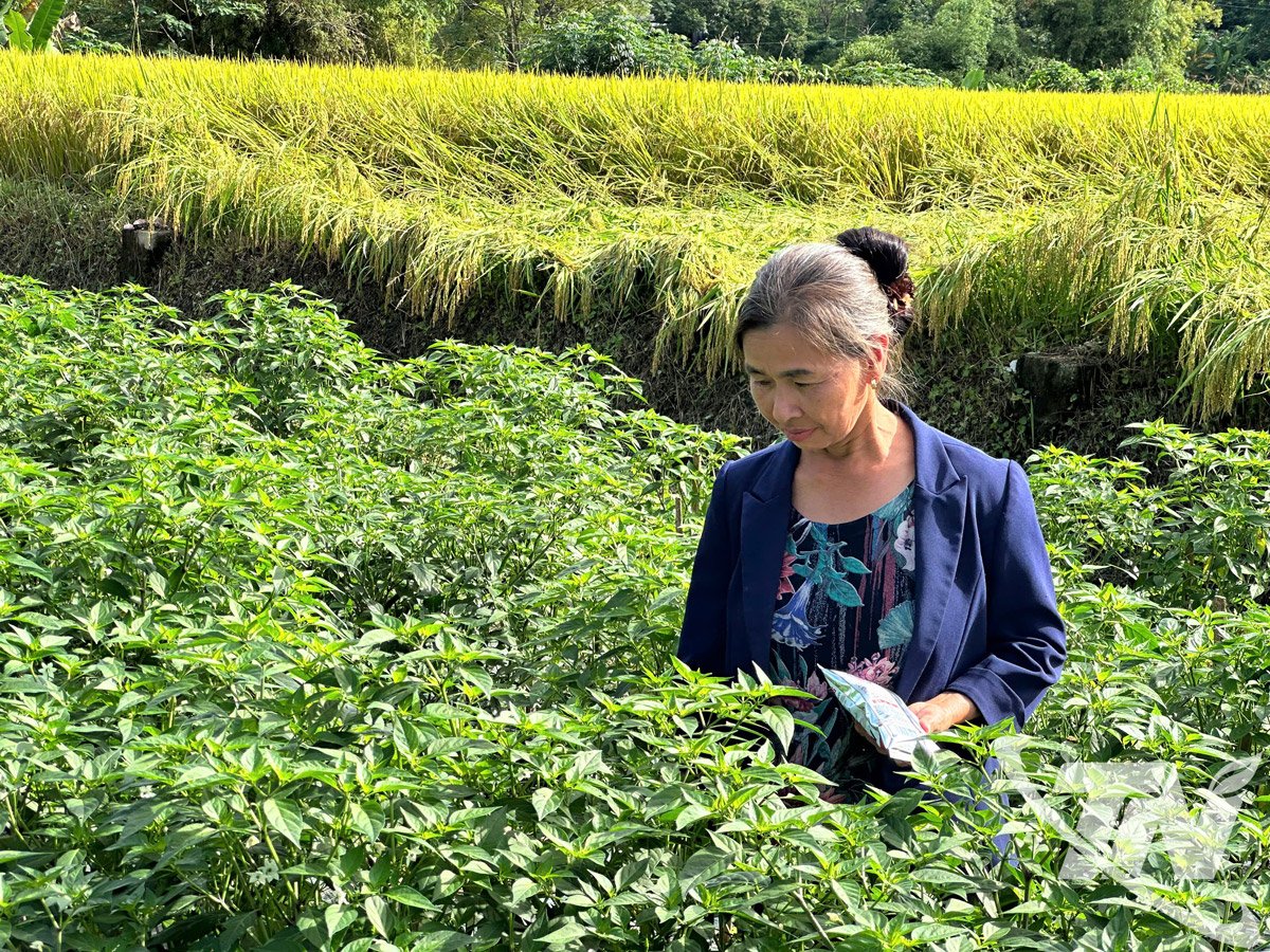 ชาวบ้านตำบลตาลกี่ดูแลต้นพริก