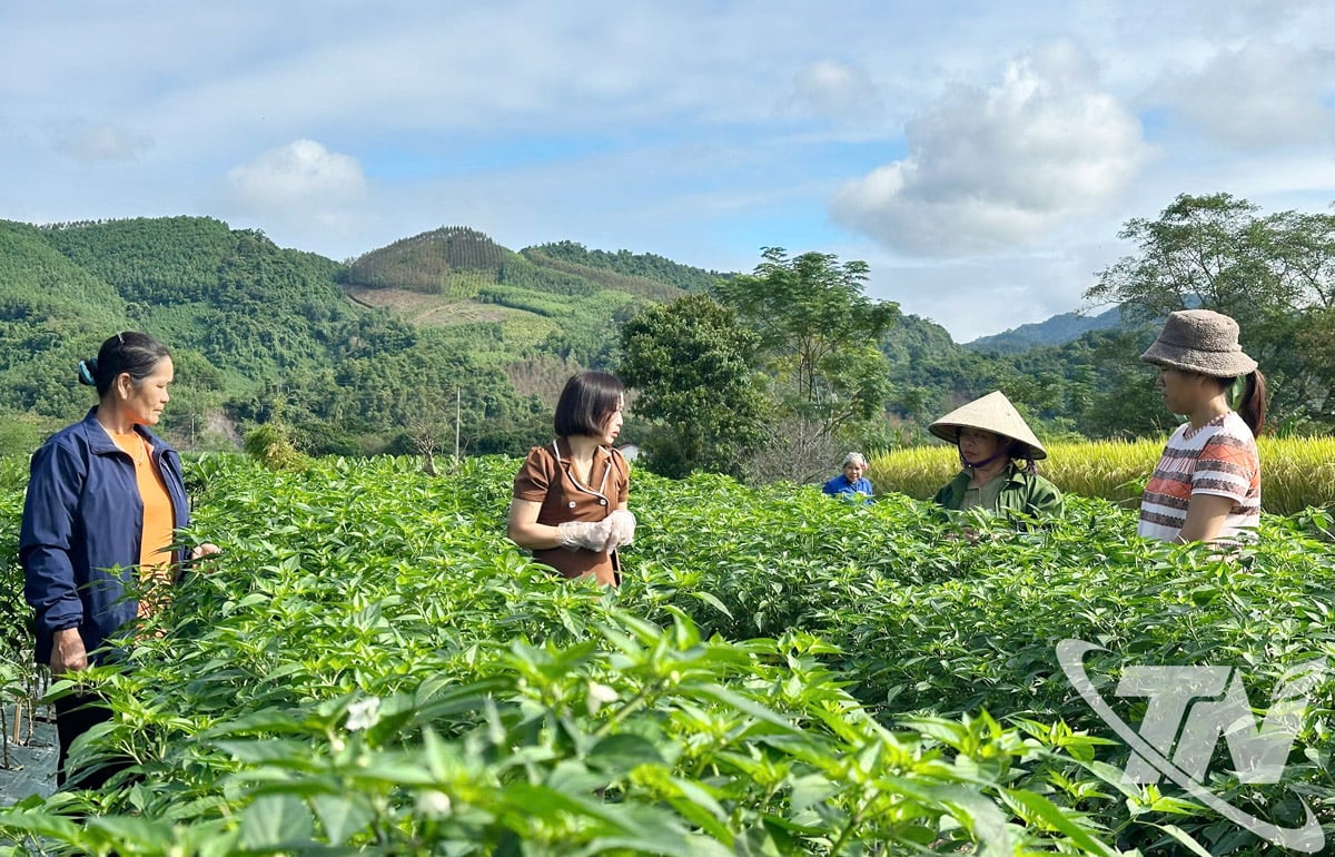 เจ้าหน้าที่ฝ่ายเทคนิคให้คำแนะนำเกี่ยวกับกระบวนการดูแลพริกสำหรับครัวเรือนในตำบลตานกีที่เข้าร่วมโครงการ