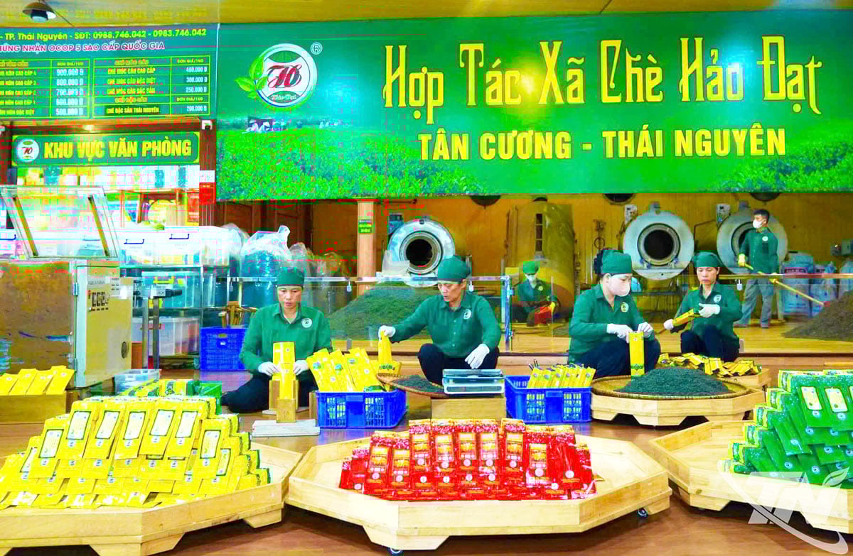 សហករណ៍តែ Hao Dat ប្រើម៉ាស៊ីនសម្ងួតតែ និងខ្សែវេចខ្ចប់ផលិតផលដោយស្វ័យប្រវត្តិ បង្កើនផលិតភាពជិត 50%។