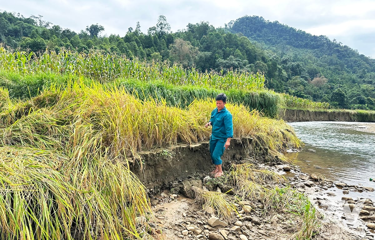 שדות אורז של משקי בית רבים בקומונה של ת'ונג מין נשחקו.