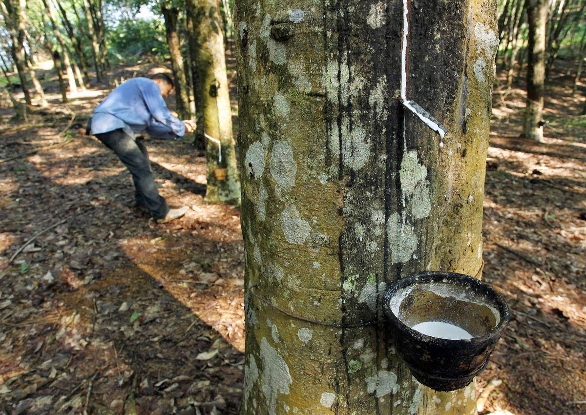 Cena kaučuku dnes 26. listopadu: Smíšené výkyvy na asijských burzách
