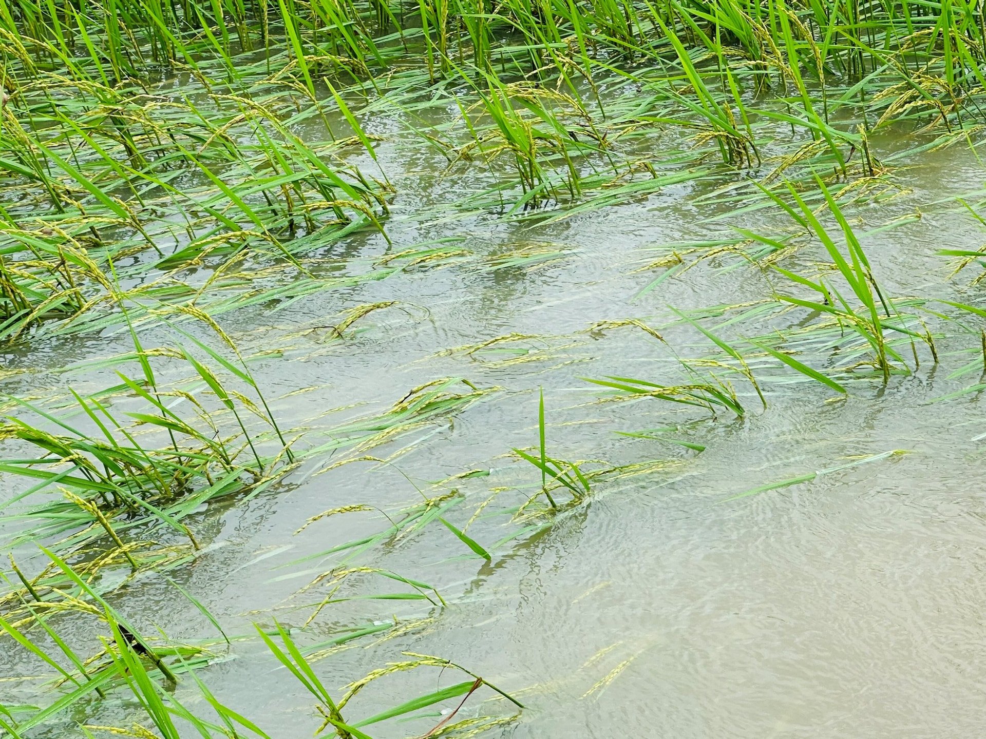 Nhiều diện tích lúa đang trổ bị ngập sâu trong lũ.