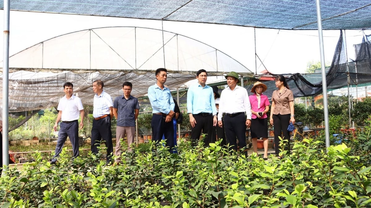 হ্যানয় কৃষি ও পরিবেশ বিভাগের নেতারা নার্সারি পরিদর্শন করছেন। ছবি: চরিত্রটি দ্বারা সরবরাহিত।
