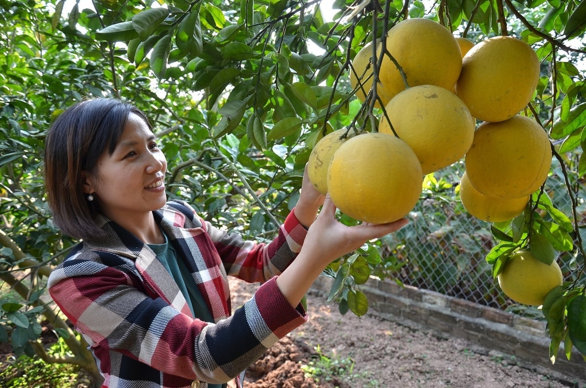 হ্যানয়ের শহরতলিতে ডিয়েন জাম্বুরা। ছবি: ডুওং দিন তুওং।