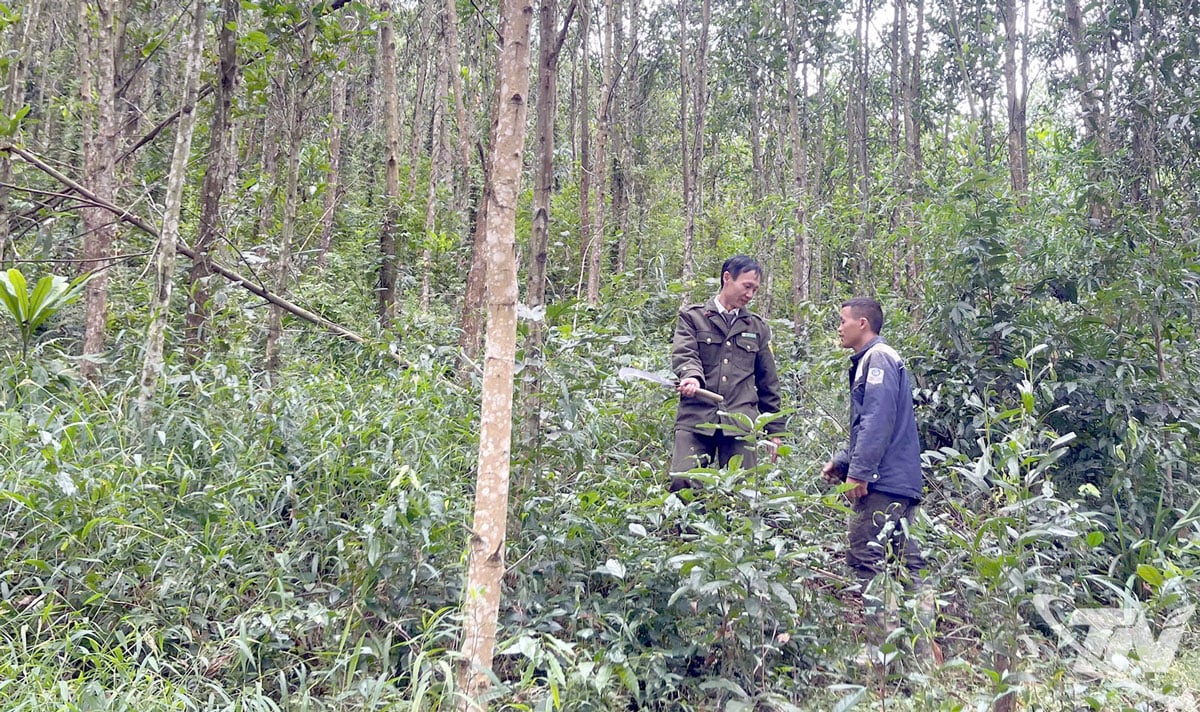 เจ้าหน้าที่พิทักษ์ป่าท้องถิ่นให้คำแนะนำแก่กลุ่มชาติพันธุ์น้อยในการดูแลป่าปลูก