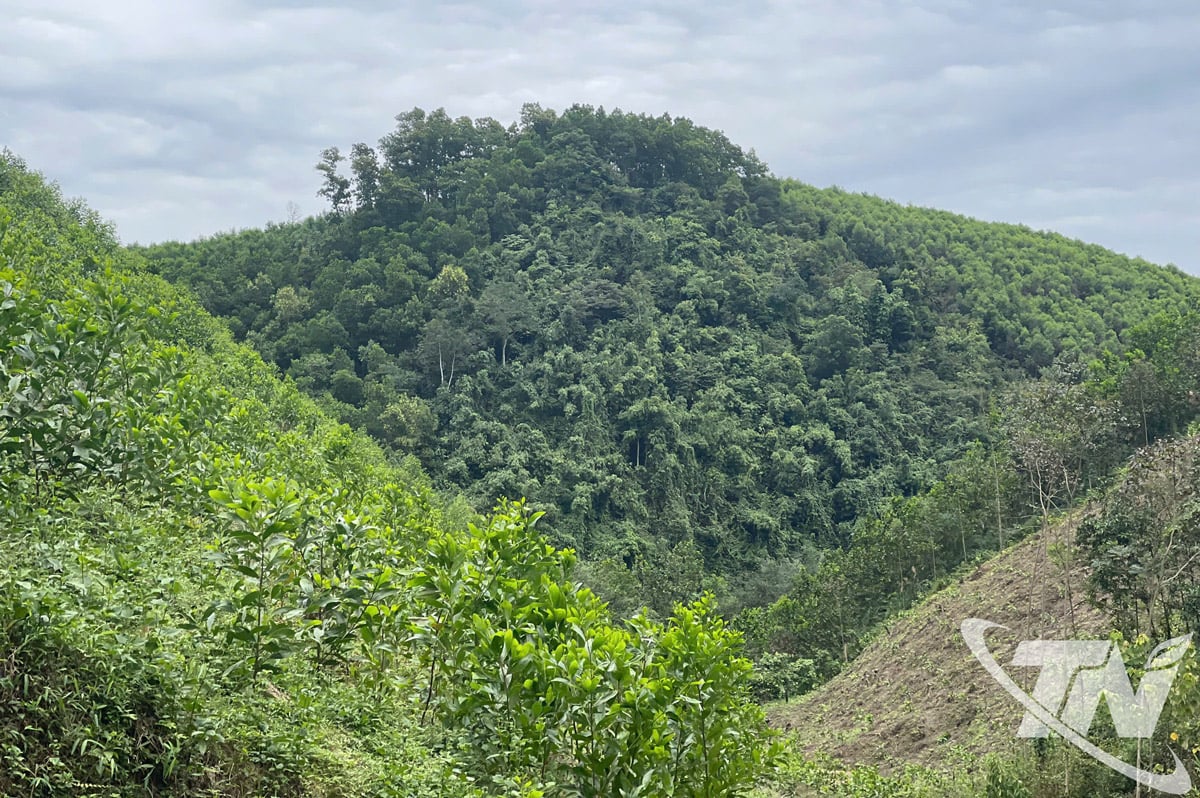 พื้นที่ป่าปลูกและป่าธรรมชาติในตำบลตรังซาถูกปิดล้อมและอนุรักษ์