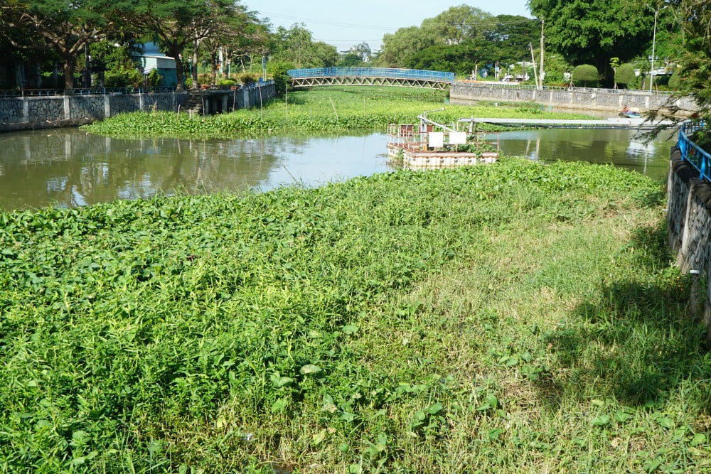 Những loại cỏ dại, bèo tây mọc tràn lan, lấn chiếm gần hết con rạch