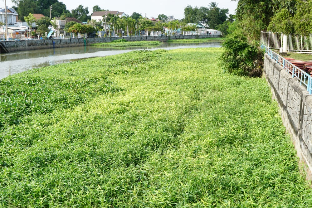 Có đoạn rạch, lục bình, cỏ dại, rau muống che phủ kín khoảng 80% mặt nước