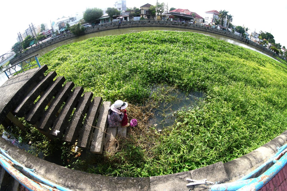 Cỏ nhiều đến nỗi người dân địa phương đem ốc lác đến phóng sinh xuống rạch với hy vọng chúng ăn bớt cỏ