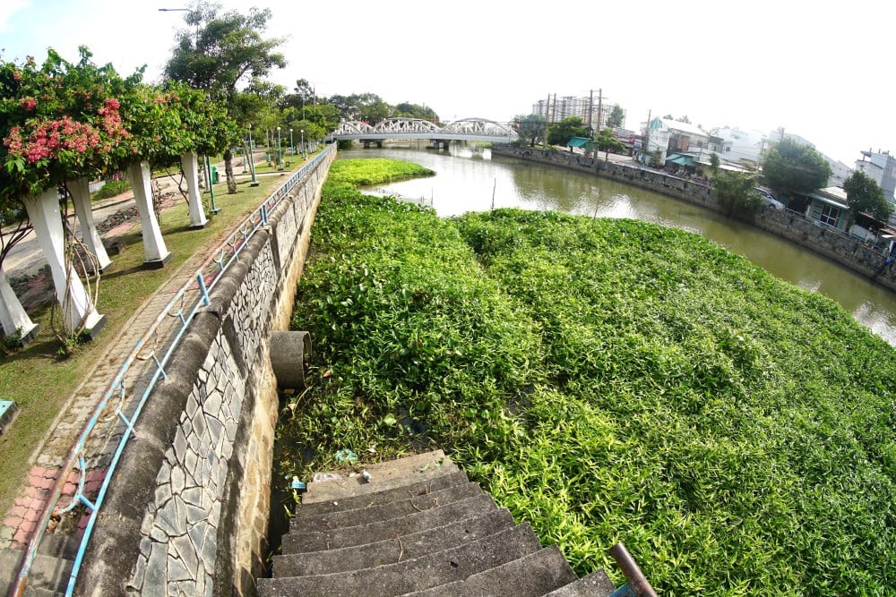 Đoạn rạch cần cầu Quan Tây Ninh cũng bị phủ kín bởi cây hoang, cỏ dại