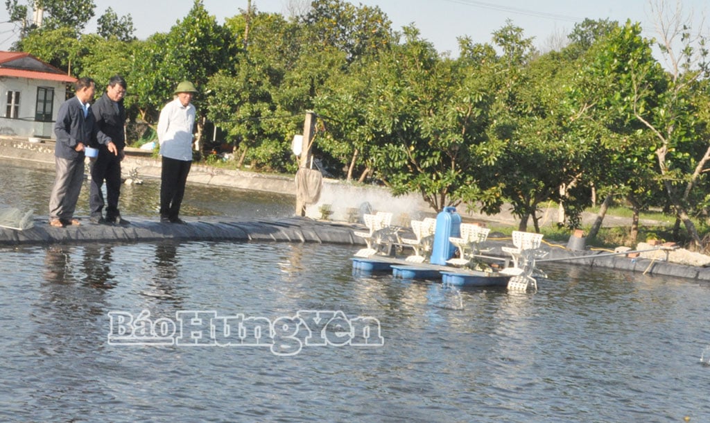 Kommerzielles Garnelen- und Fischzuchtmodell von Herrn Hoang Manh Uoc, Dorf Vu Xa, Gemeinde Quang Hung.