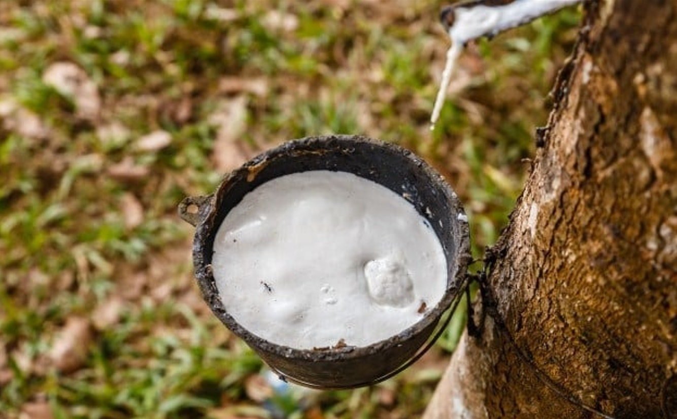 আজ রাবারের দাম ২৬ নভেম্বর, ২০২৫: অভ্যন্তরীণ দাম বৃদ্ধি, বিশ্ব বাজারে দাম কমেছে