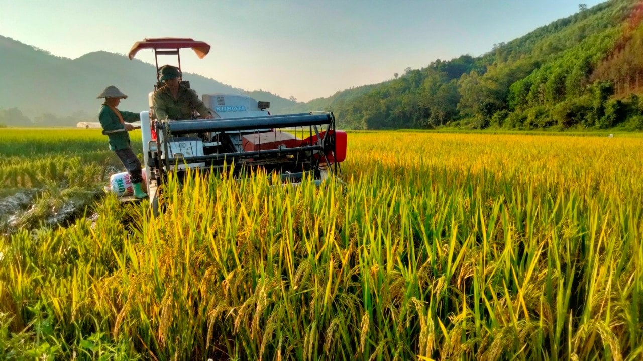 O preço do arroz subiu ligeiramente hoje, 26 de novembro de 2025, e o mercado de arroz permaneceu estável no Delta do Mekong.