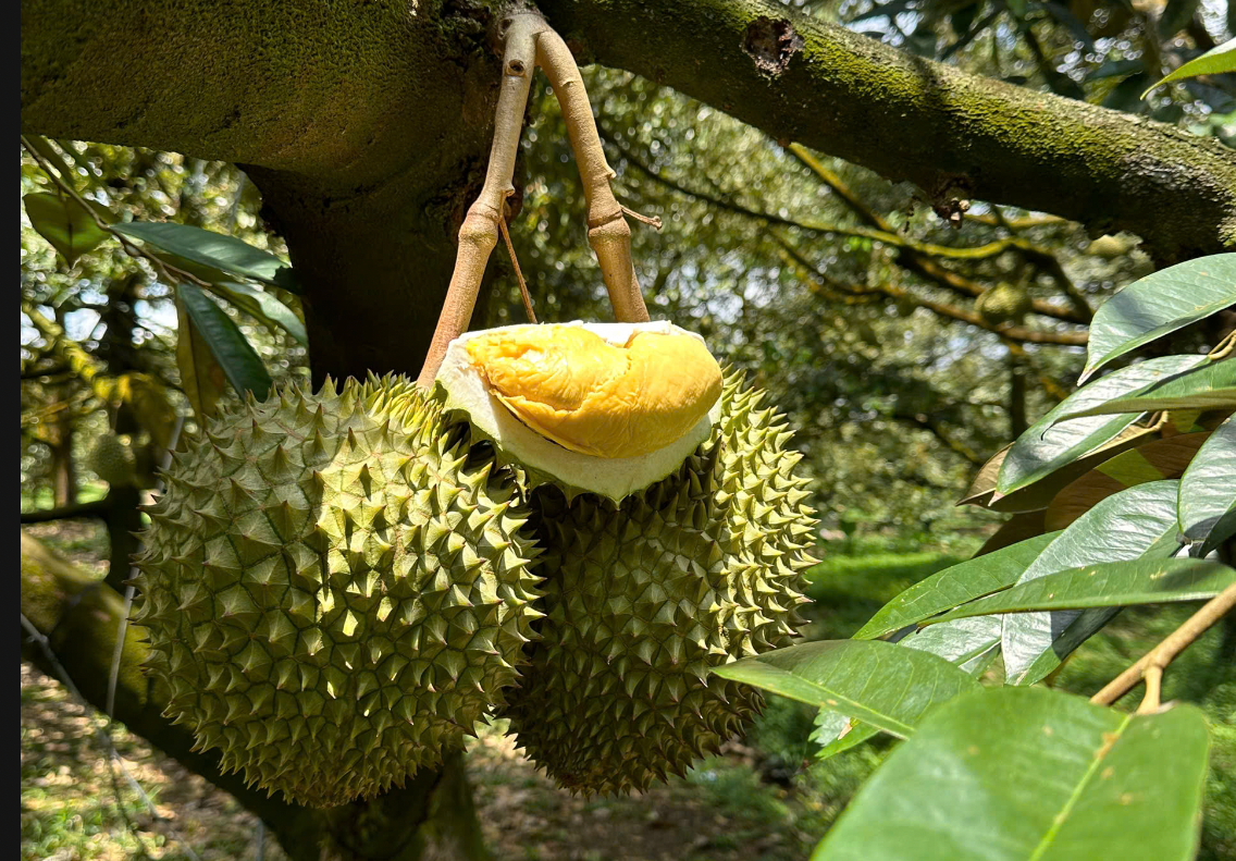 ລາຄາ​ໝາກ​ເຜັດ​ໃນ​ວັນ​ທີ 26 ພະຈິກ 2025 ​ໄດ້​ເພີ່ມ​ຂຶ້ນ​ຢ່າງ​ວ່ອງ​ໄວ, ຂຶ້ນ​ເຖິງ 125.000 ດົ່ງ/ກິ​ໂລ.