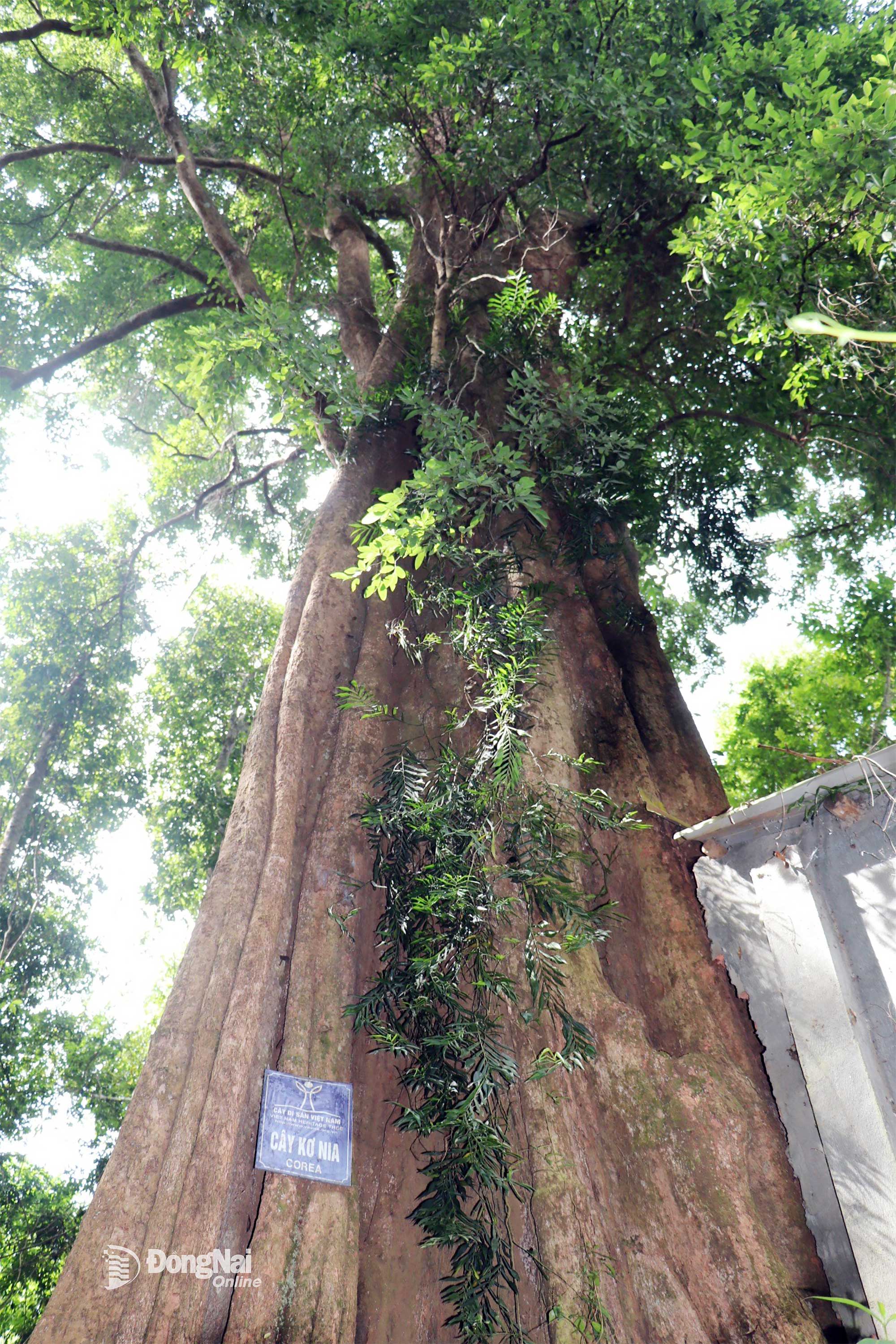 Ma Da ormanındaki 162 miras ağacından oluşan popülasyonda yüz yıllık bir Kơ-nia ağacı. Fotoğraf: Minh Hien