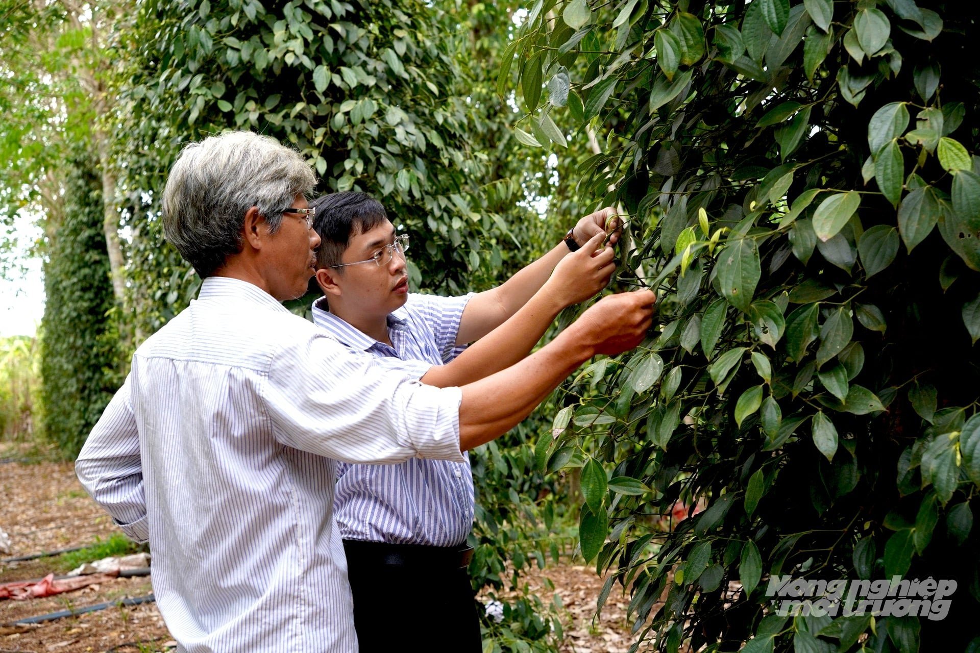 Đồng Nai đặt mục tiêu đến năm 2030 đặt 60% diện tích nông nghiệp ứng dụng công nghệ cao; vùng cây trồng chủ lực và 100 mô hình HTX kiểu mới vận hành bằng chuyển đổi số. Ảnh: Minh Sáng.