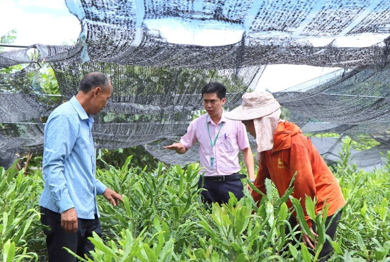 លោក វឿង កាឡាញ នៅជាប់កន្លែងបណ្តុះកូនរបស់គ្រួសារគាត់។ រូបថត៖ វ៉ាន់ តាំ។ Ông Vòong Ca Lành bên vườn ươm giống của gia đình. Ảnh: Vạn Tâm.