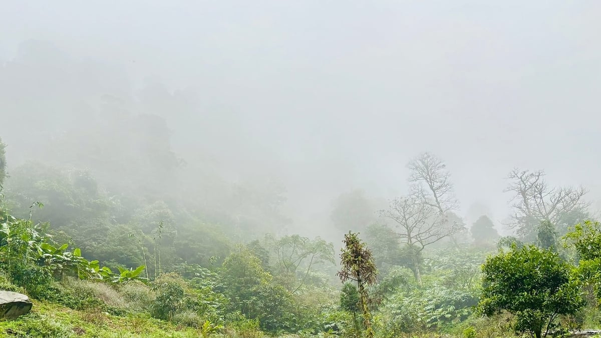 ព្រៃឈើផ្តល់ប្រភពចំណូលស្ថិរភាពសម្រាប់ប្រជាជន។ រូបថត៖ វ៉ាន់ តាំ។ Những cánh rừng mang lại nguồn thu ổn định cho người dân. Ảnh: Vạn Tâm.