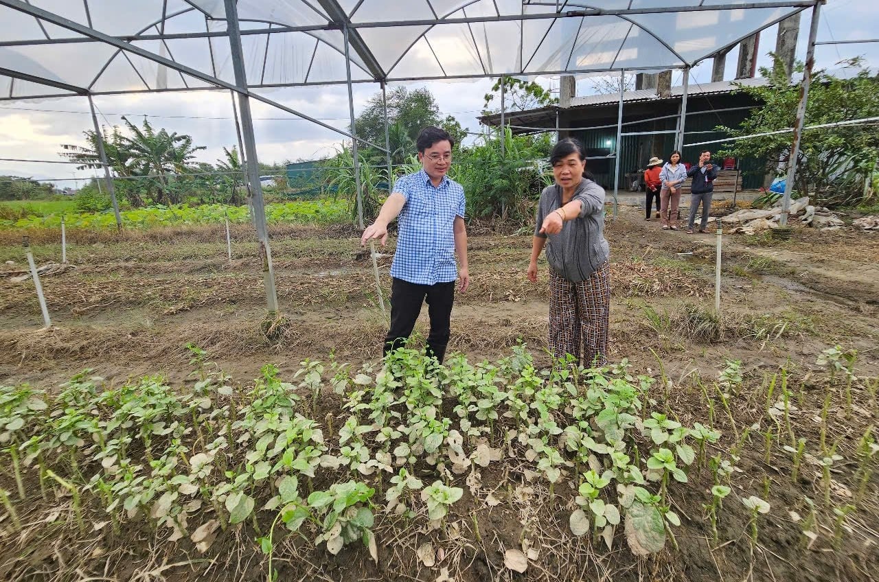 នាយករងលោក Nguyen Quoc Manh បានត្រួតពិនិត្យការខូចខាតនៅសហករណ៍ផលិតបន្លែ Ninh Dong សង្កាត់ Ninh Hoa។ រូបថត៖ KS. Phó Cục trưởng Nguyễn Quốc Mạnh kiểm tra thiệt hại tại HTX sản xuất rau Ninh Đông, phường Ninh Hòa. Ảnh: KS.