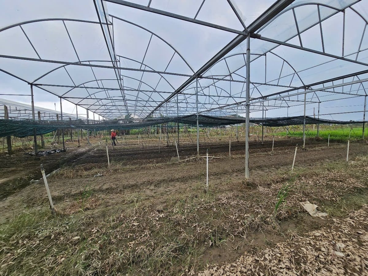 តំបន់ផលិតបន្លែរបស់សហករណ៍ផលិតបន្លែ Ninh Dong ត្រូវបានបំផ្លិចបំផ្លាញ។ រូបថត៖ KS. Vùng sản xuất rau của HTX sản xuất rau Ninh Đông tan hoang. Ảnh: KS.