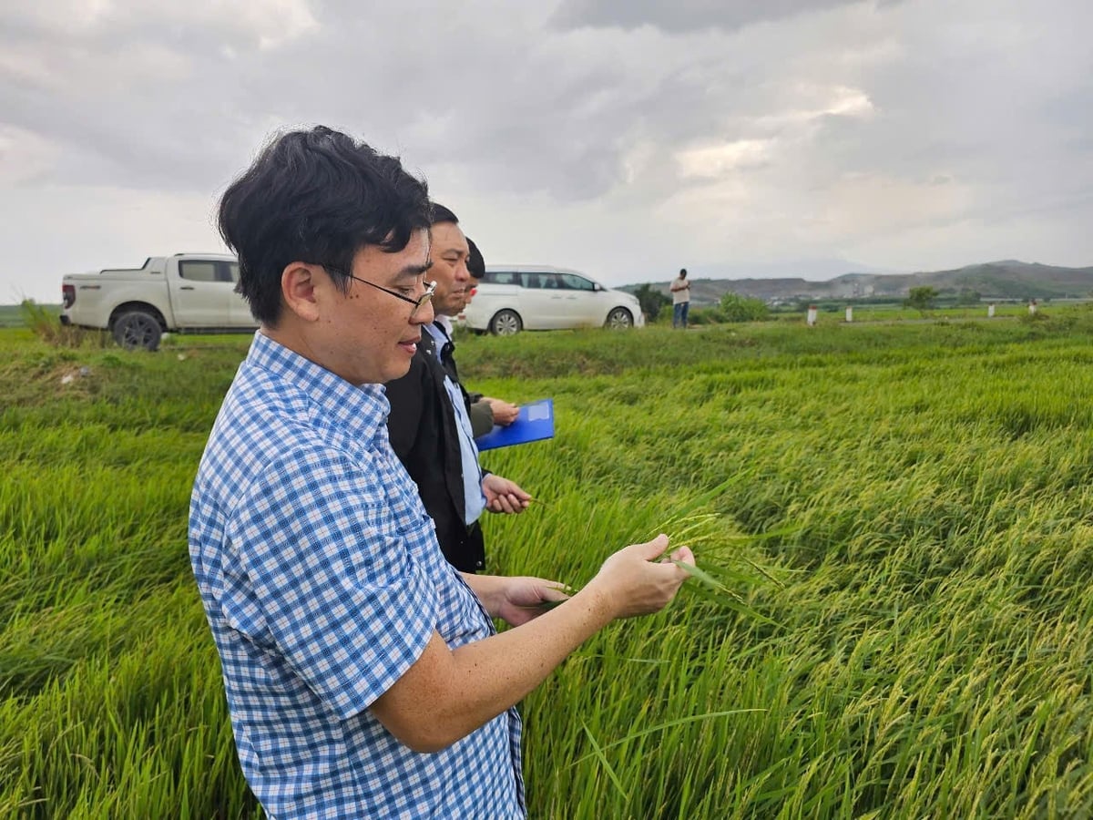 គណៈប្រតិភូមកពីនាយកដ្ឋានផលិតកម្មដំណាំ និងការពារដំណាំបានចុះពិនិត្យស្រែក្នុងឃុំ Hoa Tri។ រូបថត៖ KS. Đoàn công tác Cục Trồng trọt và Bảo vệ thực vật kiểm tra vùng lúa ở xã Hòa Trí. Ảnh: KS.