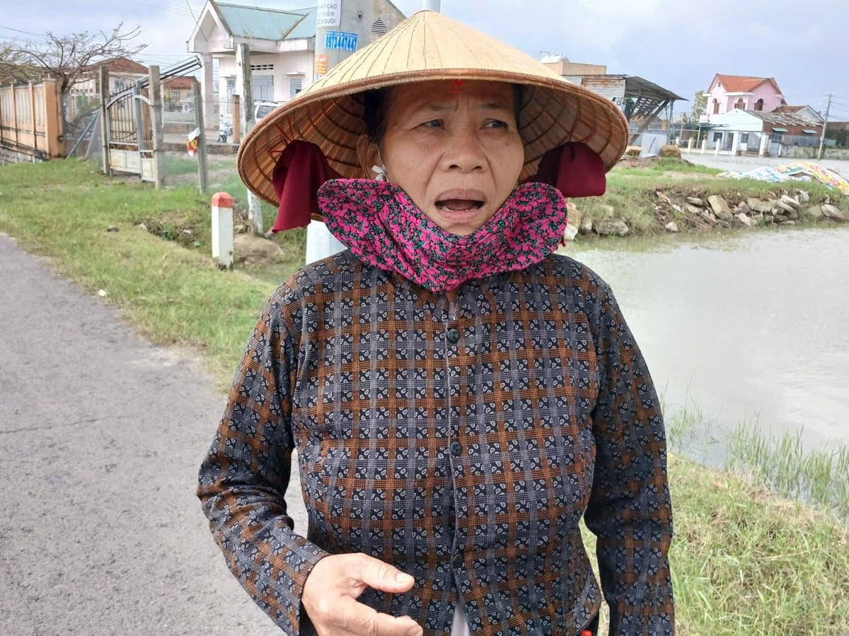 Bà Phạm Thị Bích, nông dân thôn Tư Cung (xã Tuy Phước Đông, Gia Lai) có lúa bị ngập lũ phải bán làm thức ăn cho vịt với giá 2.000 đồng/kg. Ảnh: V.Đ.T.